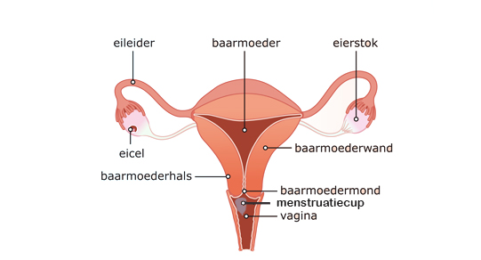 vagina menstruatiecup te hoog