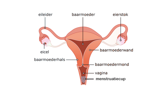 hoe hoog plaats ik de menstruatiecup in de vagina