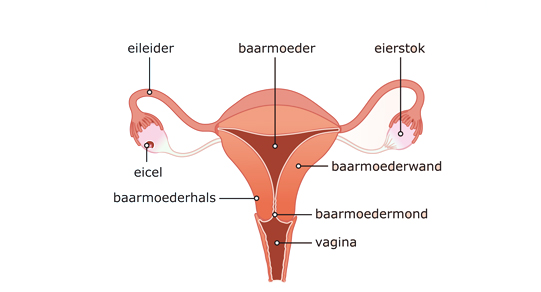 vagina en baarmoederhals en menstruatiecup
